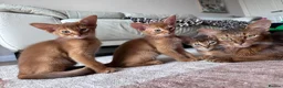 Somali cats for sale: Somali kittens available 😻 in Lincoln - Advert 13