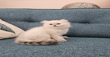 Scottish Fold cats - Advert 8
