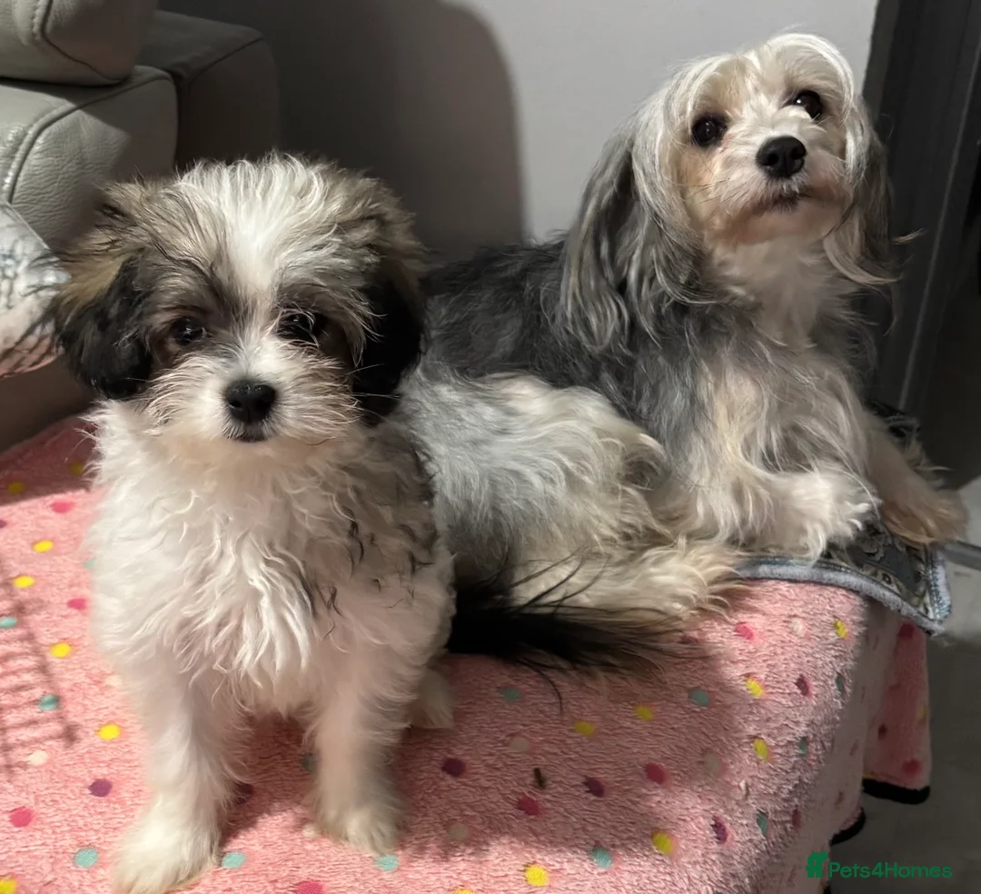 Chinese Crested dogs for sale: xX Chinese crested pups Xx - Advert 1