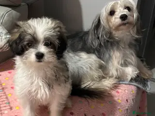 Chinese Crested dogs xX Chinese crested pups Xx - Advert 1