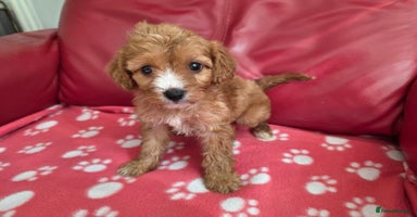 Cavapoo dogs - Advert 3