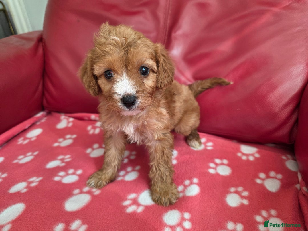 Cavapoo dogs for sale: F1 cavapoos  - Image 2