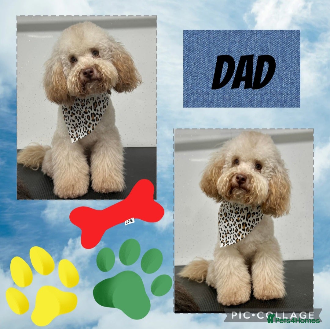 Miniature Poodle dogs for sale: Very well bred, health tested parents  - Image 18