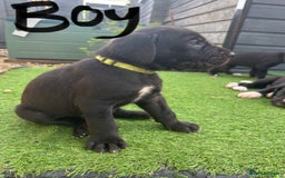 Great Dane dogs for sale: Highest health tested GD pups uk - Image 10