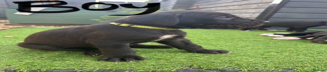 Great Dane Puppy 6