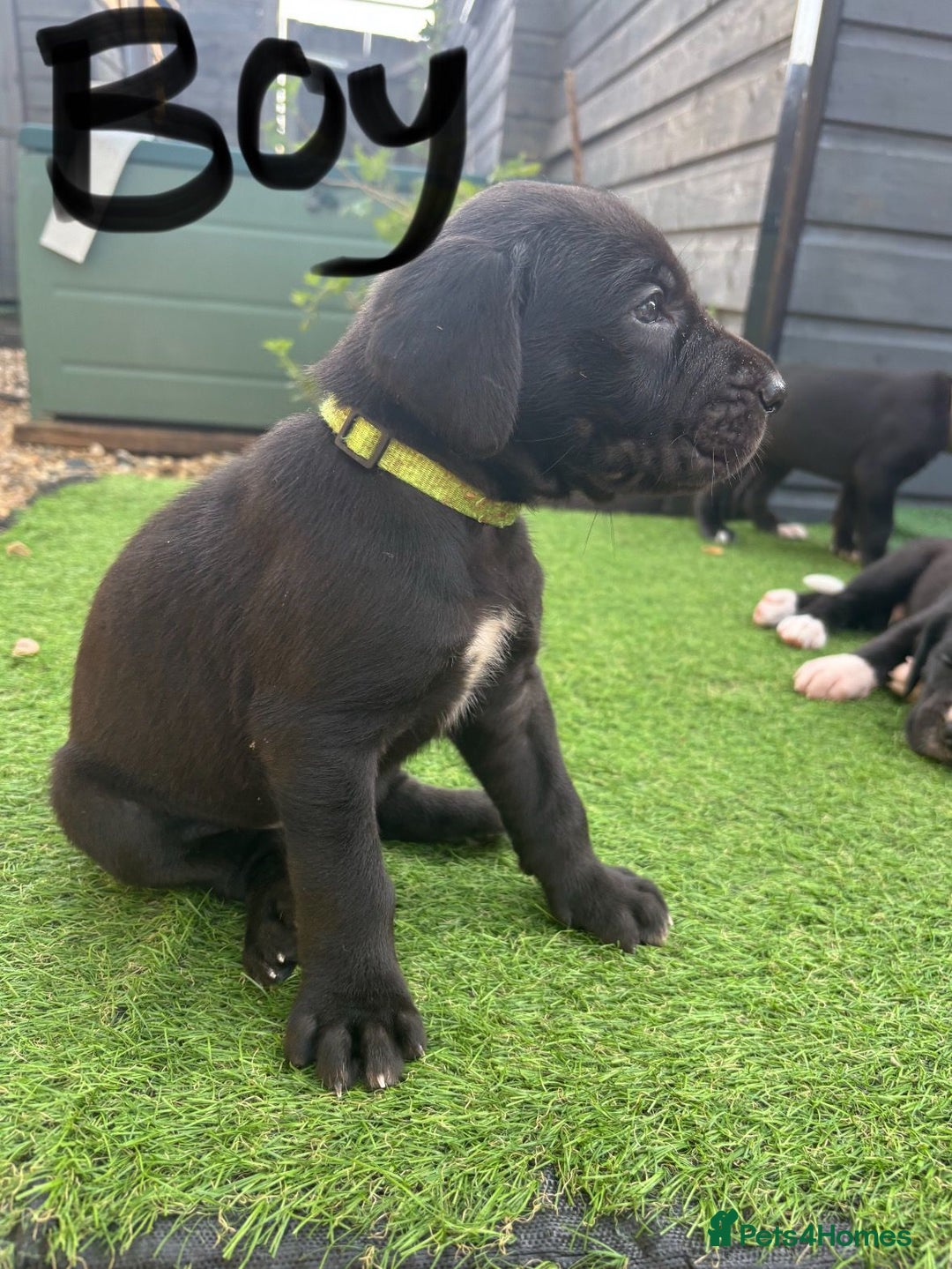 Great Dane dogs for sale: Highest health tested GD pups uk - Image 10