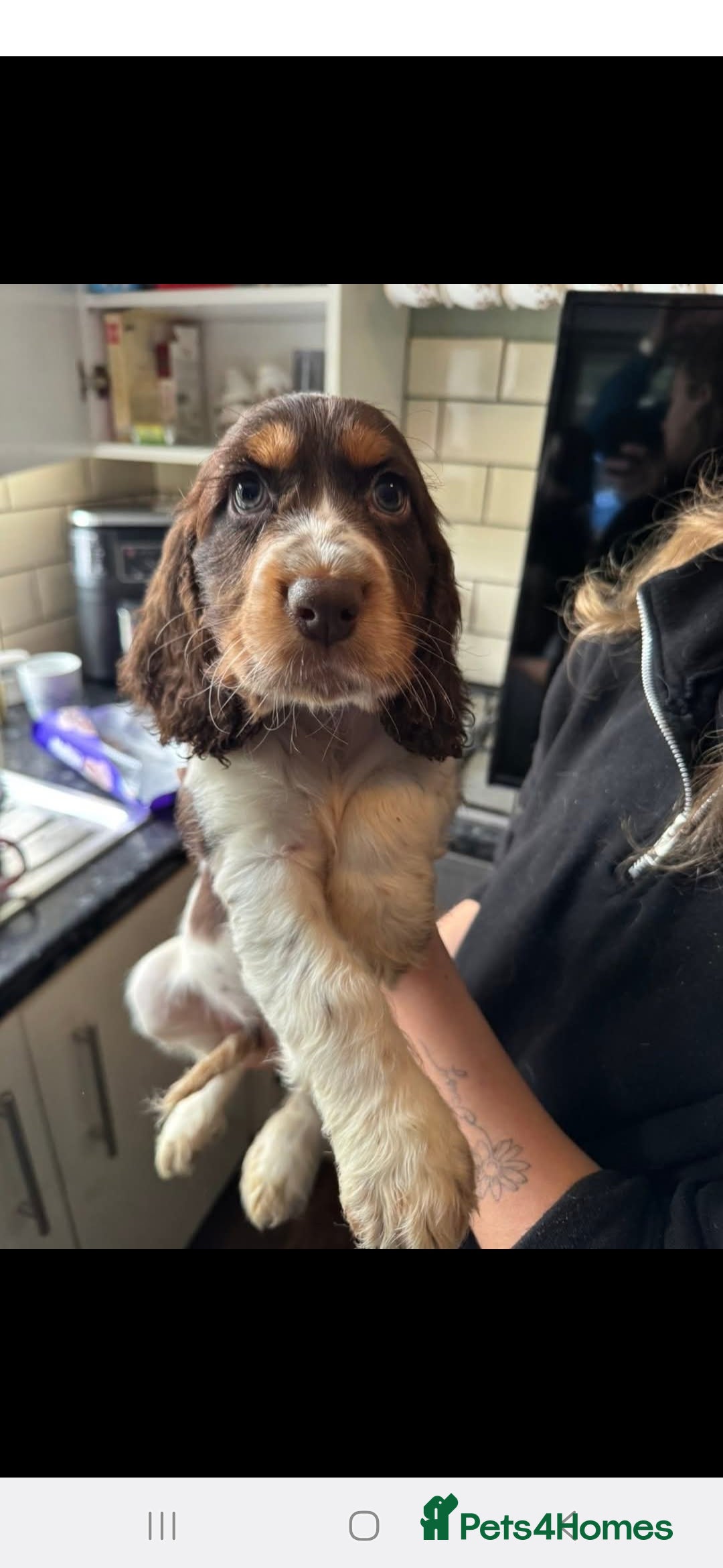 Cocker Spaniel dogs for sale: Chocolate Roan & Tan Cocker Spaniel Puppies - Advert 5