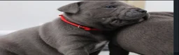 Staffordshire Bull Terrier dogs for sale: Home Well Socialized Staffy Puppies in Reading - Advert 6
