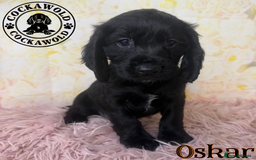 Cocker Spaniel dogs for sale: 🖤 Quality Cocker Spaniels 🖤 Ready Now 🖤 - Image 18