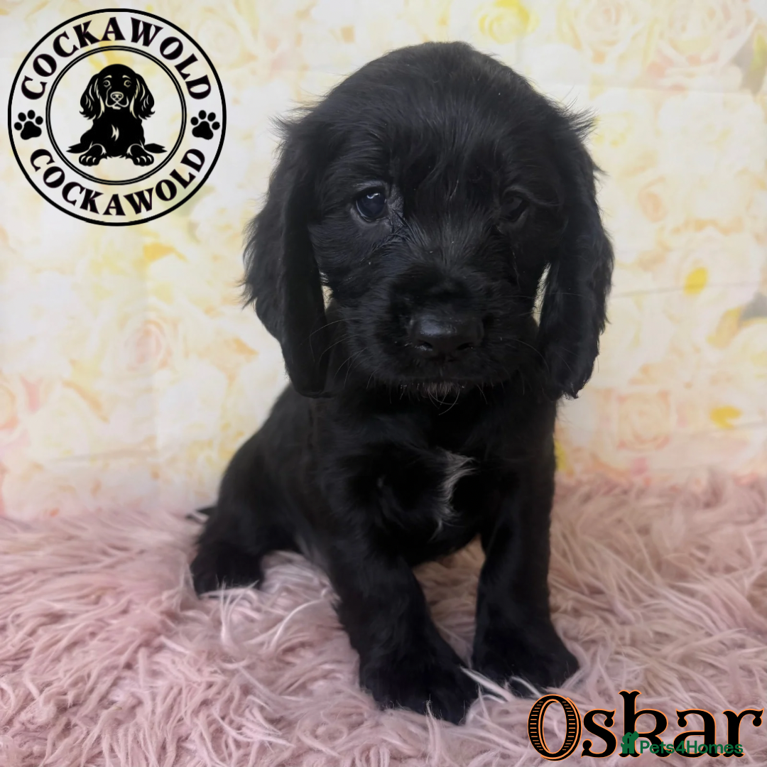 Cocker Spaniel dogs for sale: 🖤 Quality Cocker Spaniels 🖤 Ready Now 🖤 - Image 18