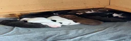 Mixed Breed dogs for sale: Bullmastiff x staffy puppies  - Advert 18
