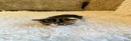 Mixed Breed cats for sale: Kittens for sale  - Advert 3