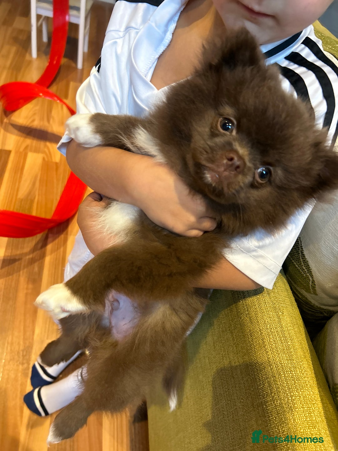 Pomeranian dogs for sale: 1 stunning rare markings Pom ready now  - Advert 3