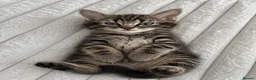 Mixed Breed cats for sale: 🐾 Beautiful Kittens Ready for Their New Homes 🐾 - Advert 2