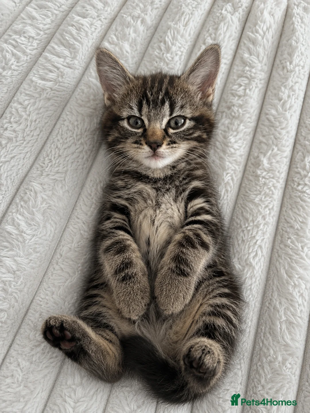 Mixed Breed cats for sale: 🐾 Beautiful Kittens Ready for Their New Homes 🐾 - Advert 2