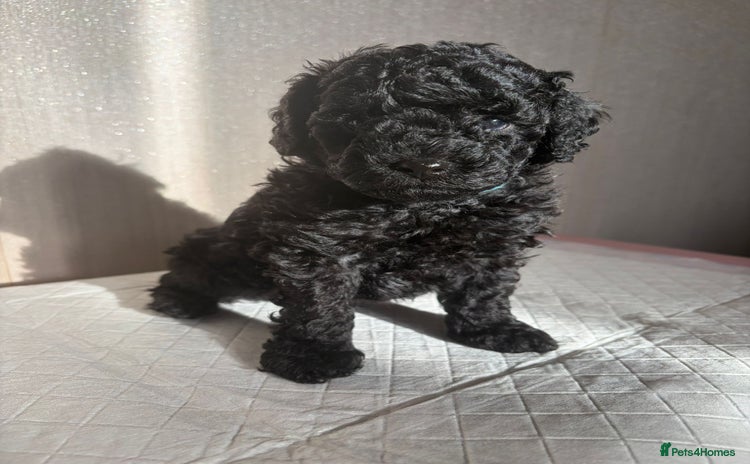 Cavapoo dogs BEAUTIFUL RARE BLACK/BLACK AND TAN CAVAPOOS - Advert 12