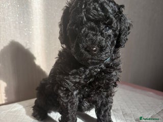 Cavapoo dogs BEAUTIFUL RARE BLACK/BLACK AND TAN CAVAPOOS - Advert 9