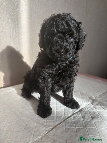Cavapoo dogs BEAUTIFUL RARE BLACK/BLACK AND TAN CAVAPOOS - Advert 12