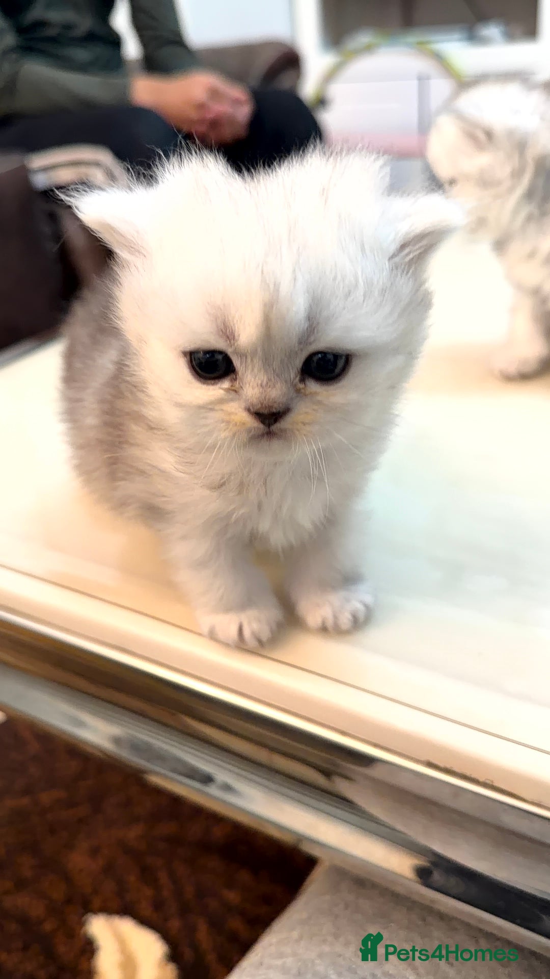 Persian cats for sale: 3 female chinchilla Persian kittens - Advert 4