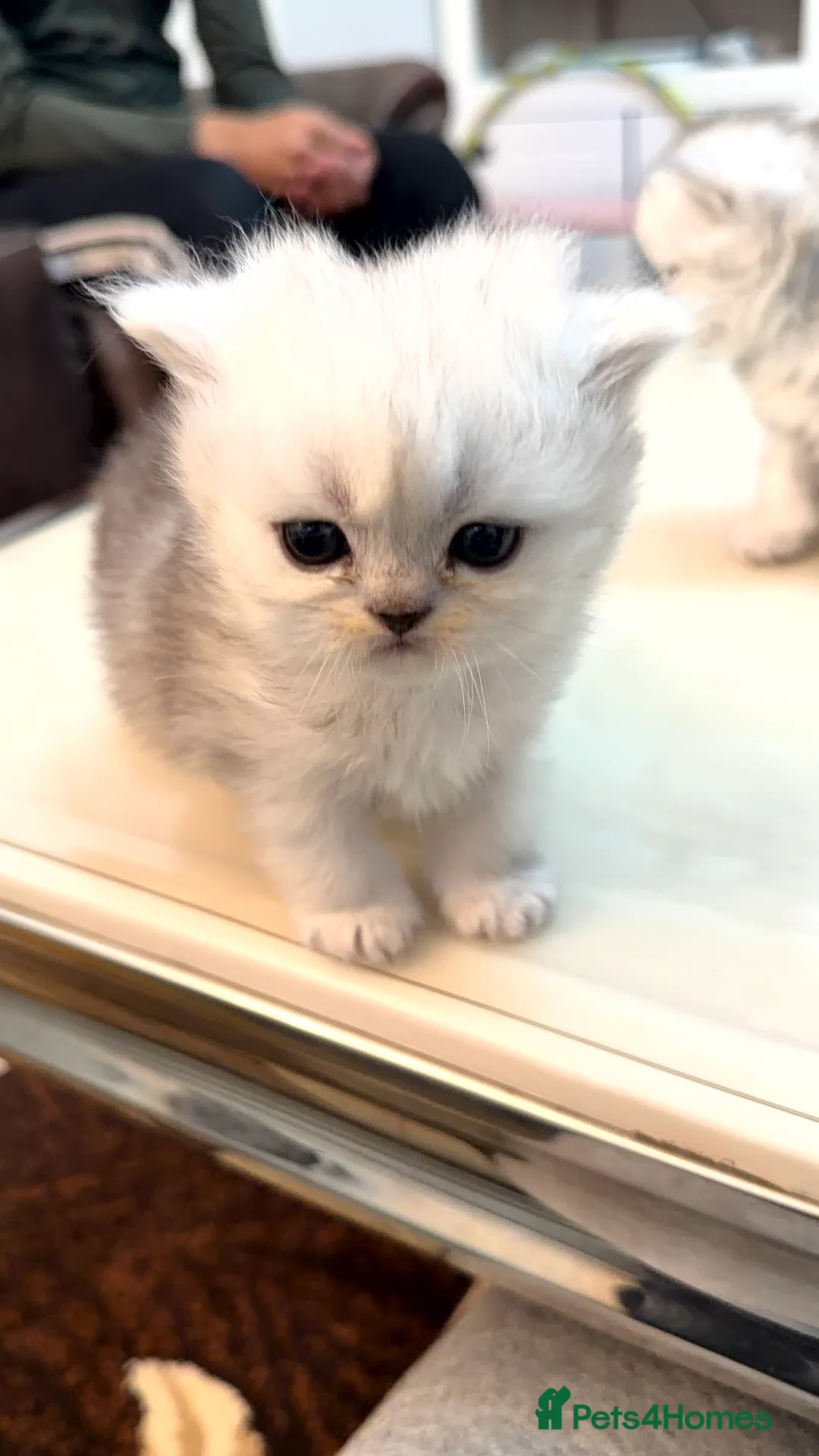 Persian cats for sale: 2 female 1 male chinchilla Persian kittens - Advert 4