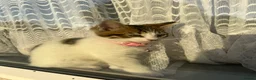 Turkish Angora cats for sale: White and tabby kitten  in Leicester - Advert 8