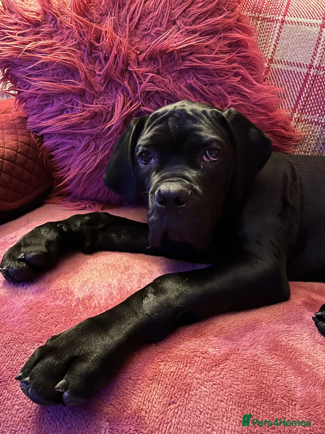 Cane Corso dogs for sale: Shadow in Leicester - Advert 3