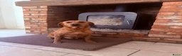 Labrador Retriever dogs for sale: Health Tested IGL Champion Bred Labrador Puppies  - Advert 3