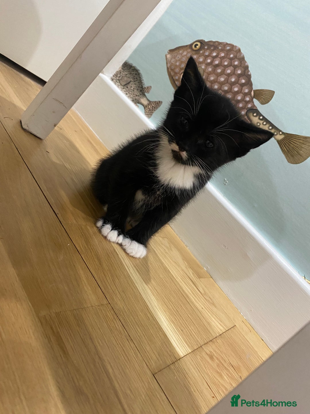 Mixed Breed cats for sale: 3 mixed breed kittens - Image 9