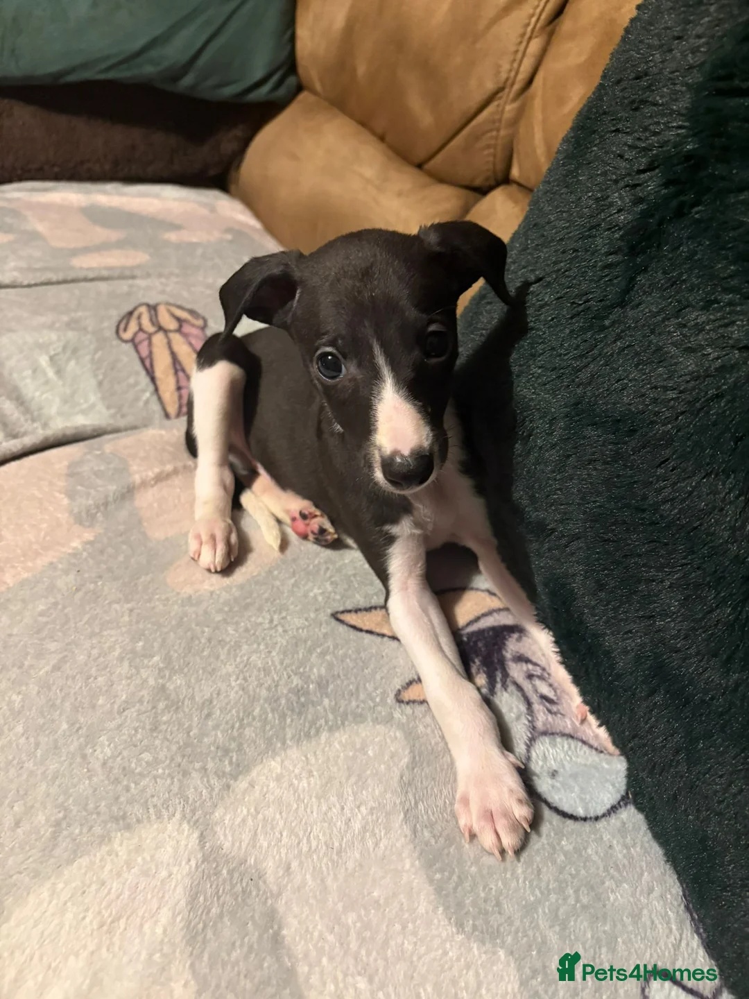 Whippet dogs for sale: Stunning Whippet Puppies 1 Girl & 6 Boys - Advert 12