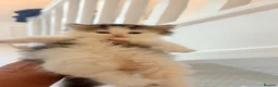 Persian cats for sale: Persian x ragdoll long haired kittens  - Advert 1