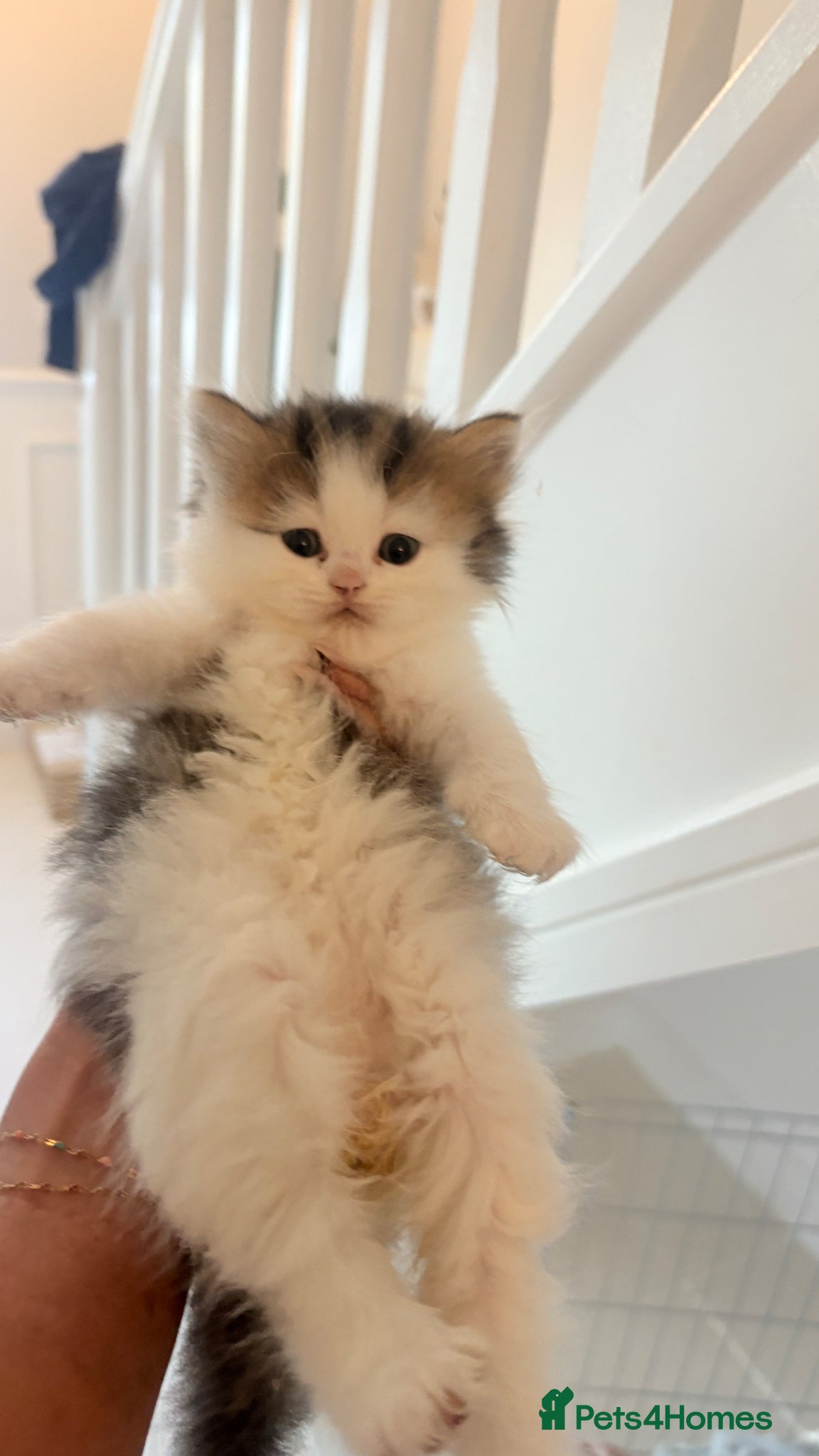 Persian cats Persian x ragdoll long haired kittens - Advert 4