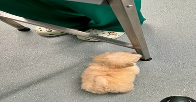 Maltipoo dogs F1 Maltipoo Puppies  - Advert 2