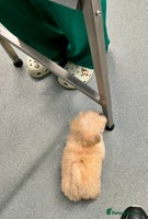 Maltipoo dogs F1 Maltipoo Puppies - Advert 2