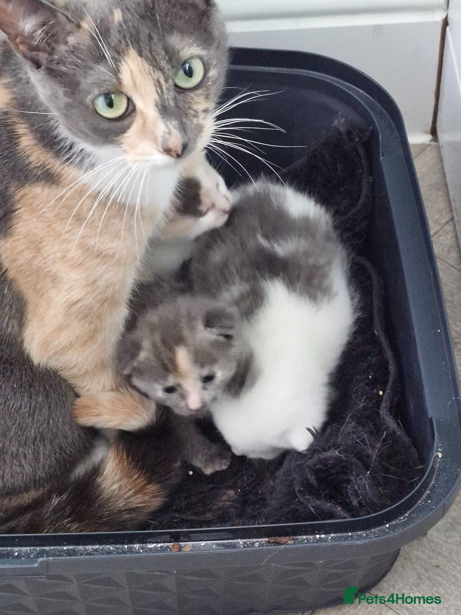 British Shorthair cats BSH CROSS BENGAL KITTENS - Advert 2