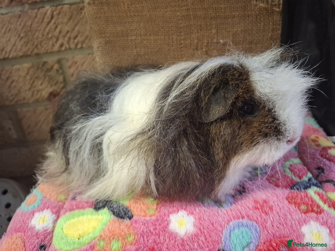 Guinea Pig rodents for sale: Baby PE Golden Sisters/Teddy/sheltie retired sows  - Advert 10