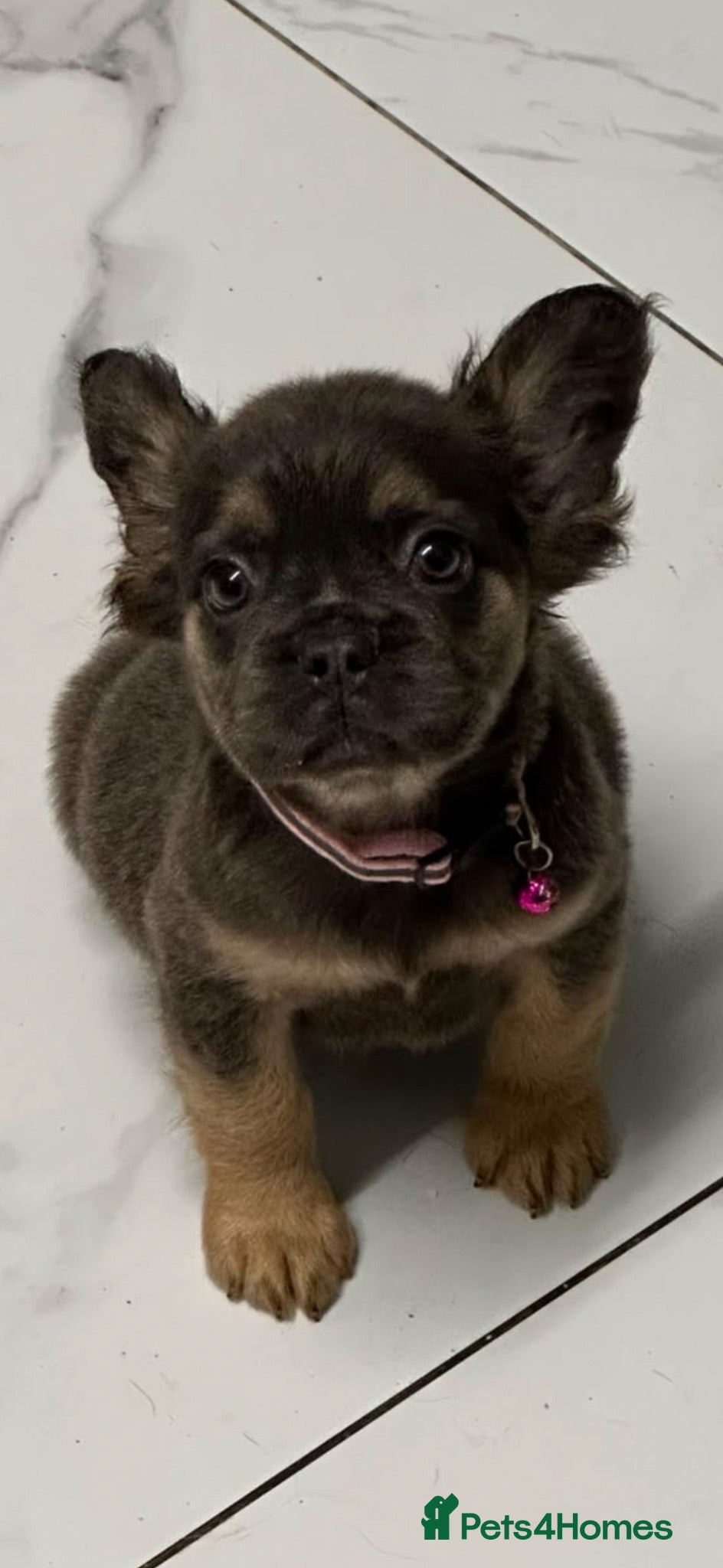 French Bulldog dogs Beautiful fluffy French bulldog pups - Advert 1
