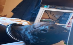 Lurcher dogs for stud: Adorable lurcher for stud - Image 11