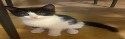 Mixed Breed cats for sale: 3 adorable kittens 2Males and 1Femal  in Stanmore - Advert 5