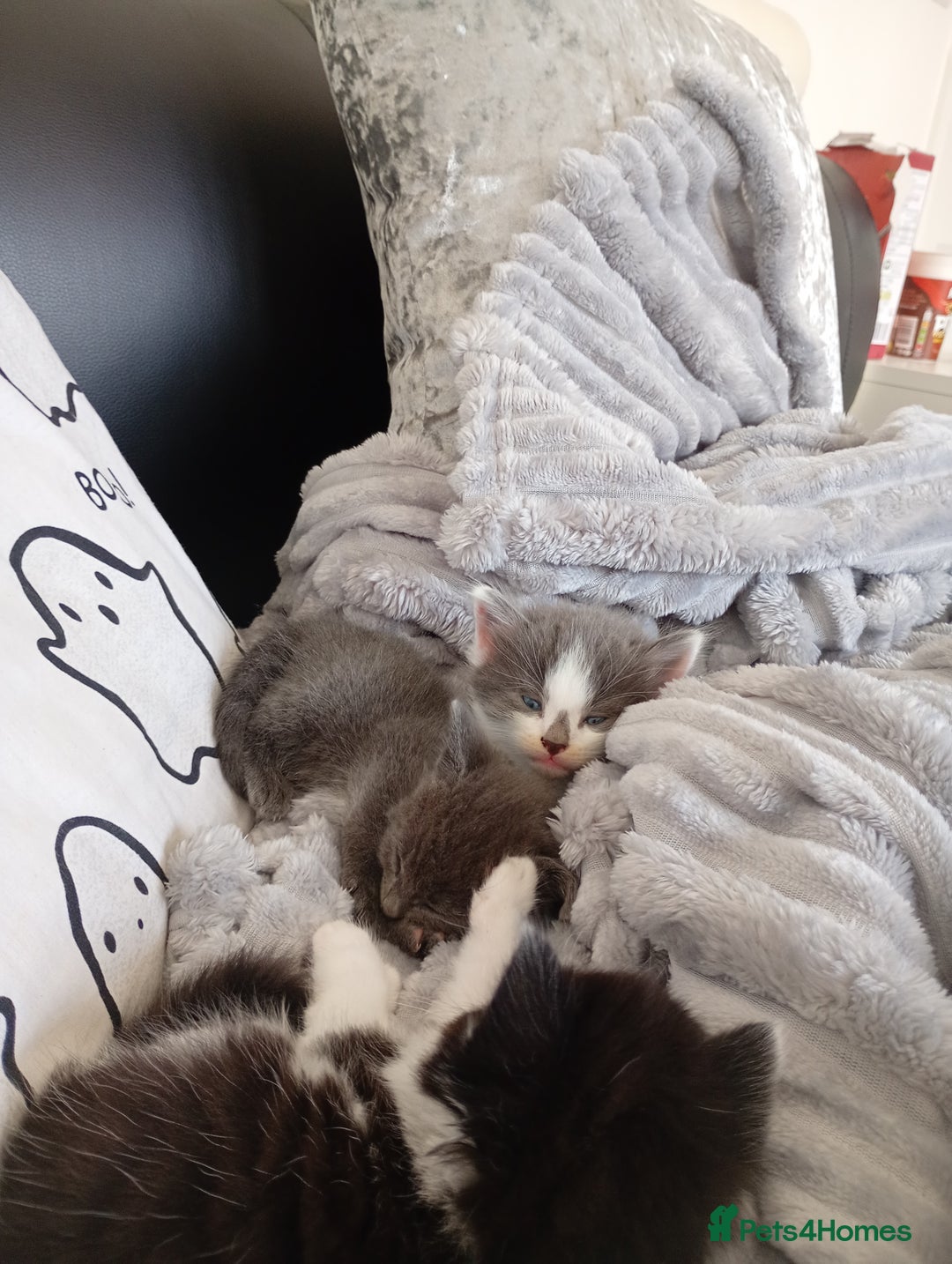 Bombay cats for sale: BombayxRagdoll kitties  - Image 4