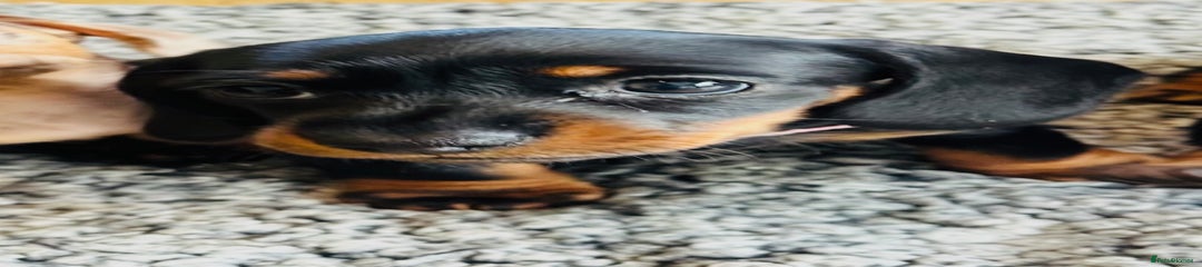 Miniature Dachshund Puppy 5