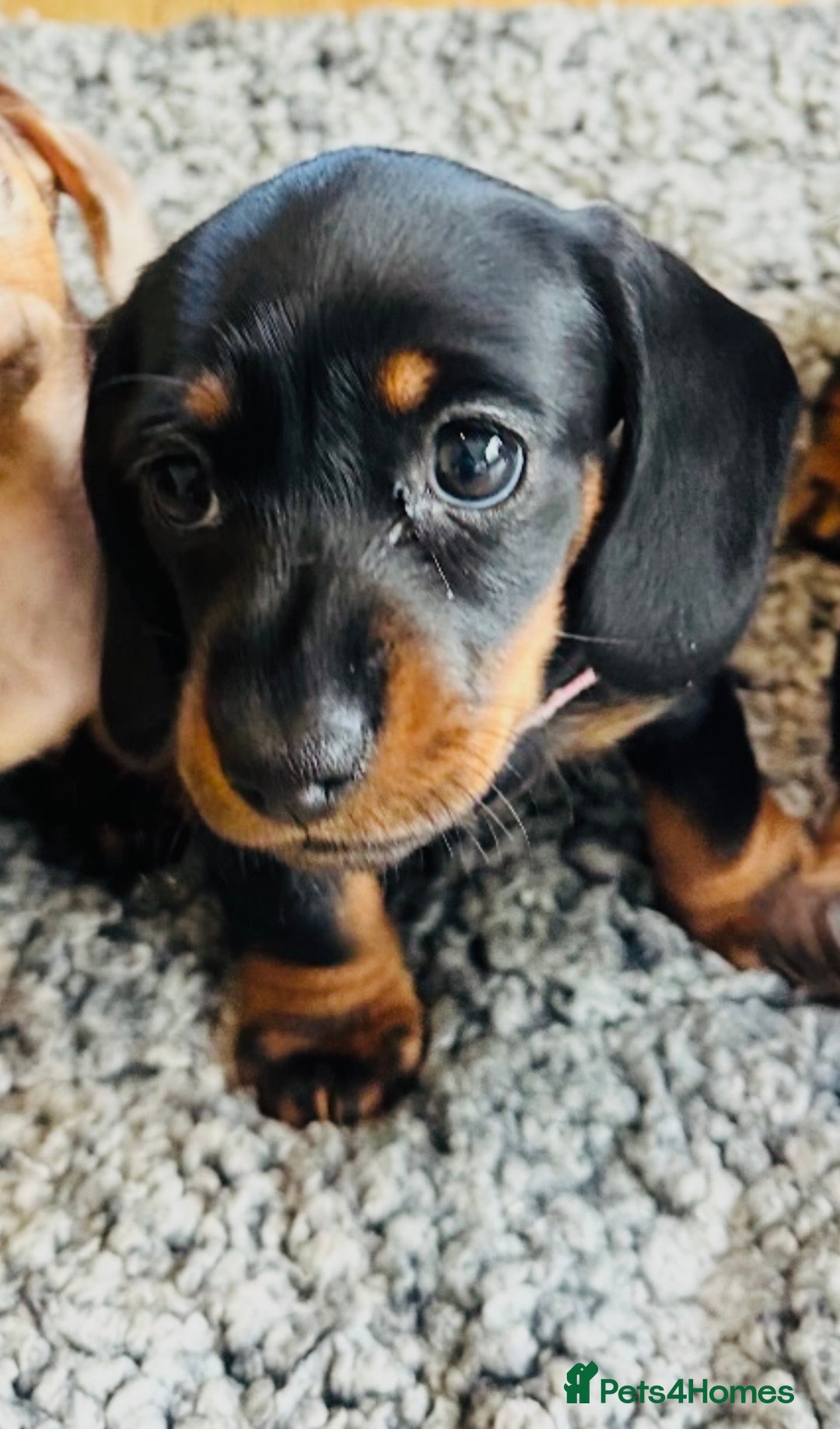 Miniature Dachshund dogs for sale: Beautiful miniature Dachshund  - Image 10