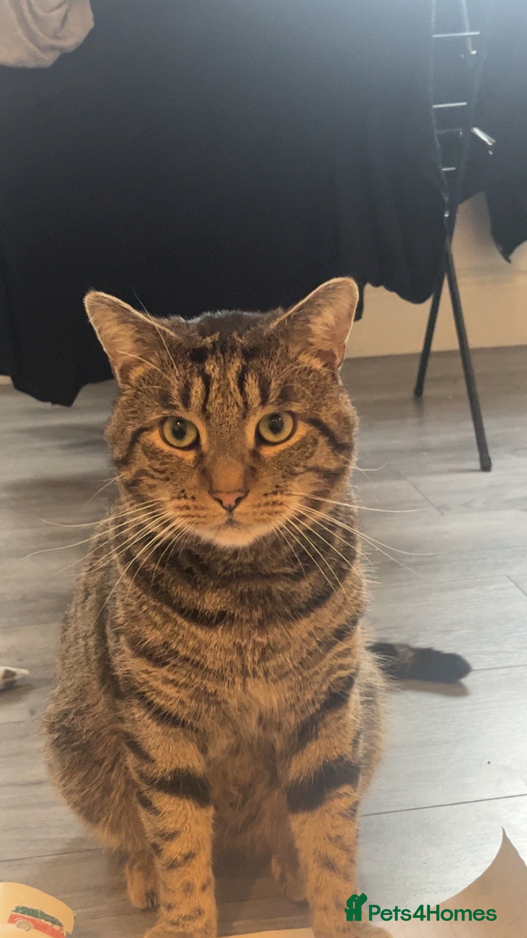 British Shorthair cats for sale: Male 2/3 yr old cat - Advert 1