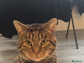 British Shorthair cats Male 2/3 yr old cat - Advert 22