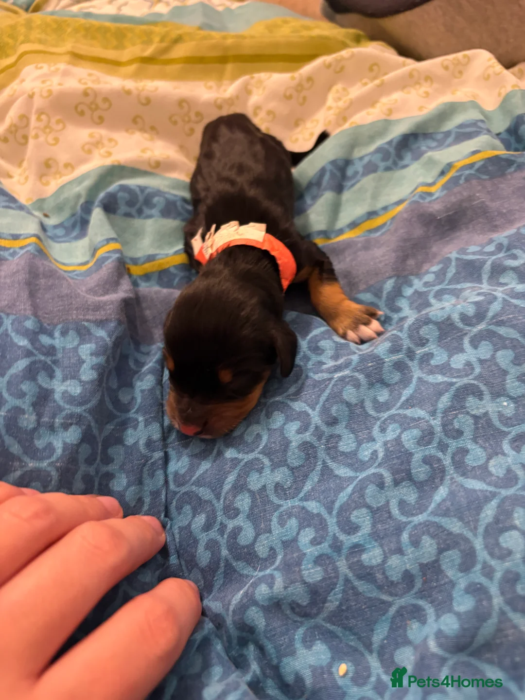 English Springer Spaniel dogs for sale: Springer spaniels for sale  - Advert 4