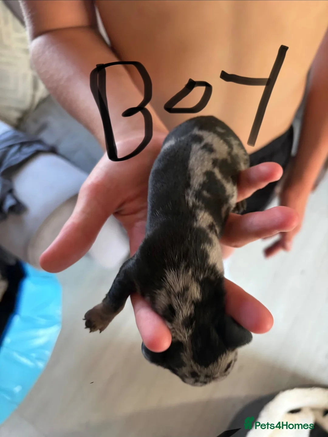 Miniature Dachshund dogs for sale: Kc miniature dachshunds  in Sittingbourne - Advert 10