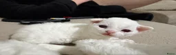 Devon Rex cats for sale: TICA Active kittens lower price for pet homes - Advert 6