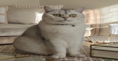 British Shorthair cats - Advert 4