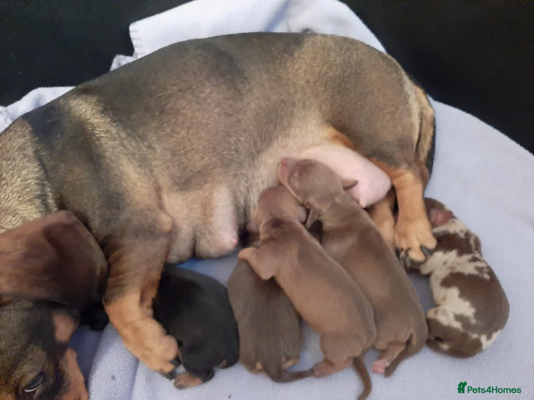 Miniature Dachshund dogs for stud: KC Dash PRA clear STUD DNA in pictures  in Ramsgate - Advert 18