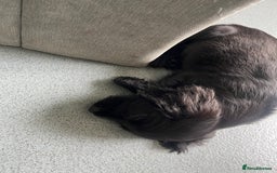 Cocker Spaniel dogs for sale: 11 week old male cocker spaniel  - Image 4