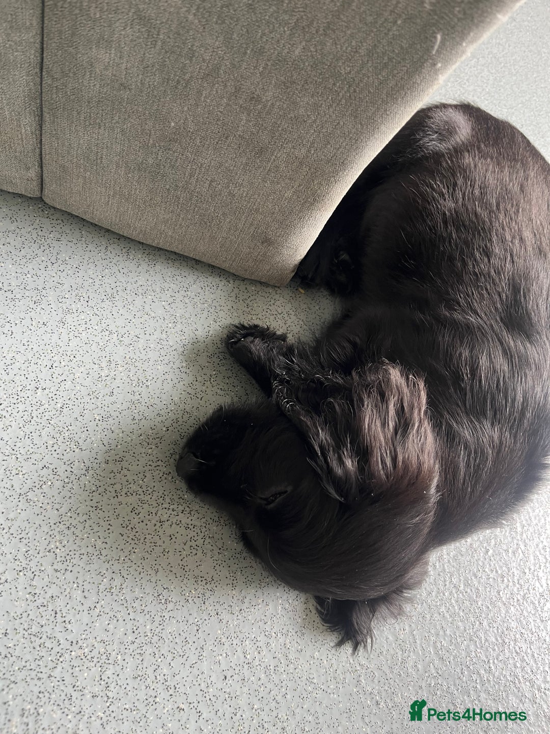 Cocker Spaniel dogs for sale: 11 week old male cocker spaniel  - Image 4